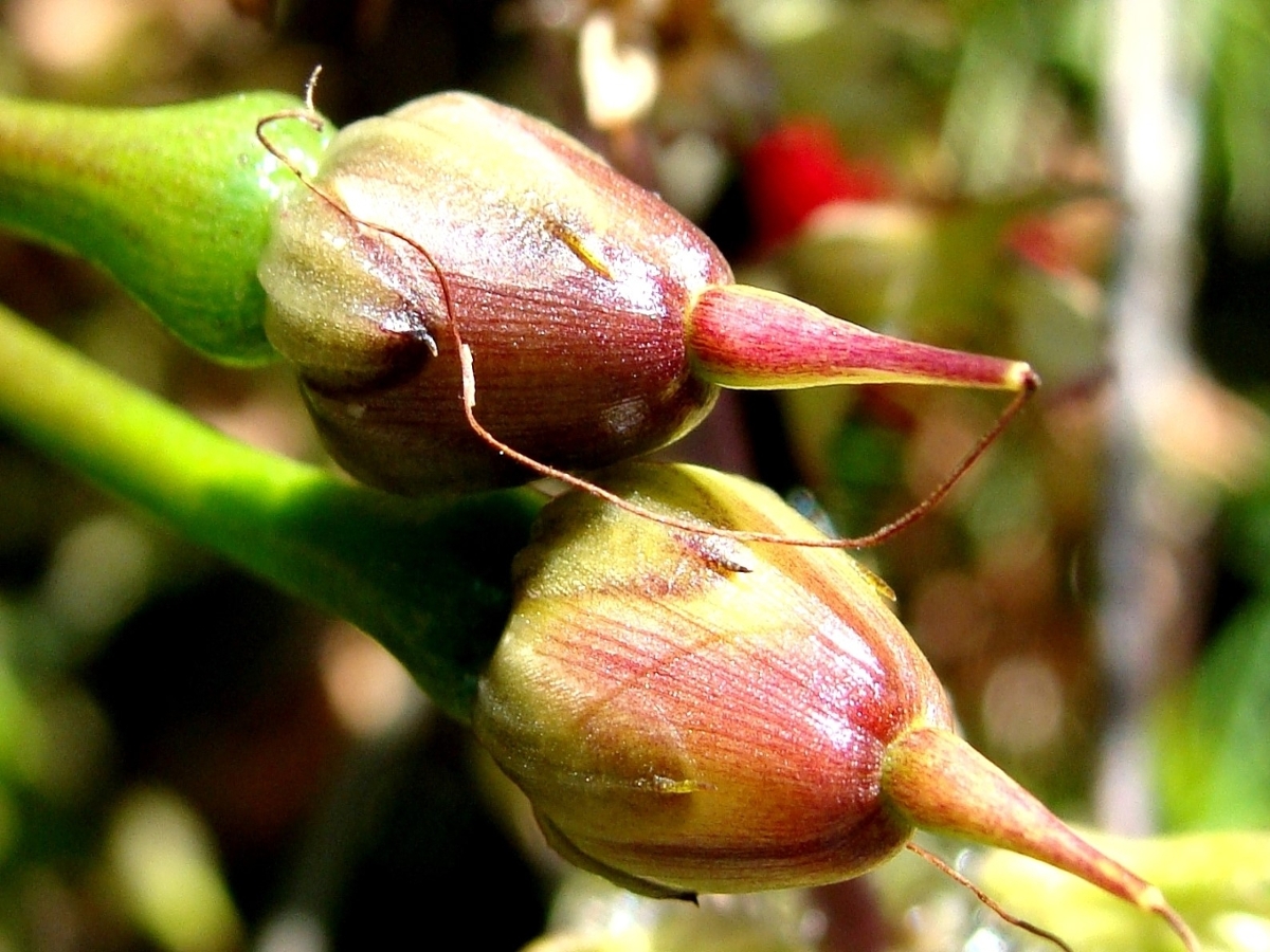 cypressvine fruit