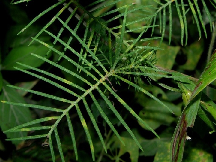 cypressvine leaves