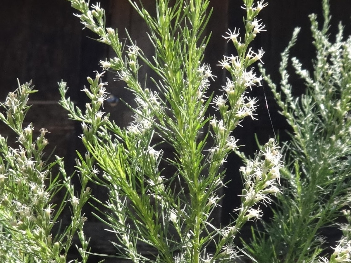 dogfennel flowers