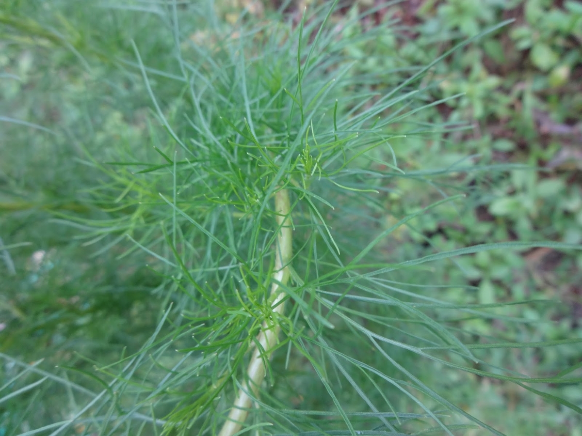 dogfennel leaves