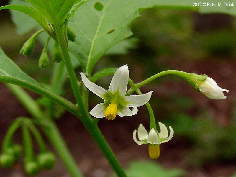 eastern black nightshade flowers