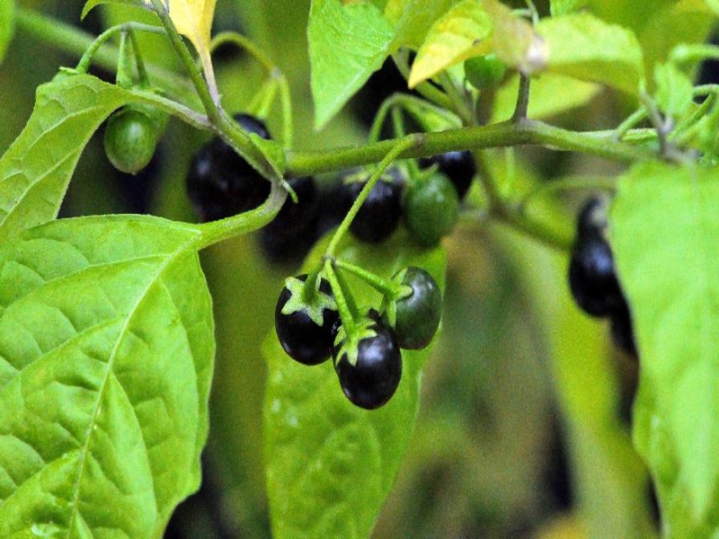 eastern black nightshade fruit