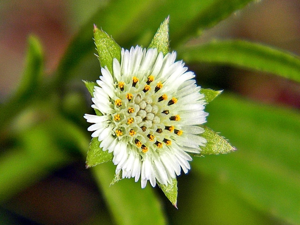 eclipta flower