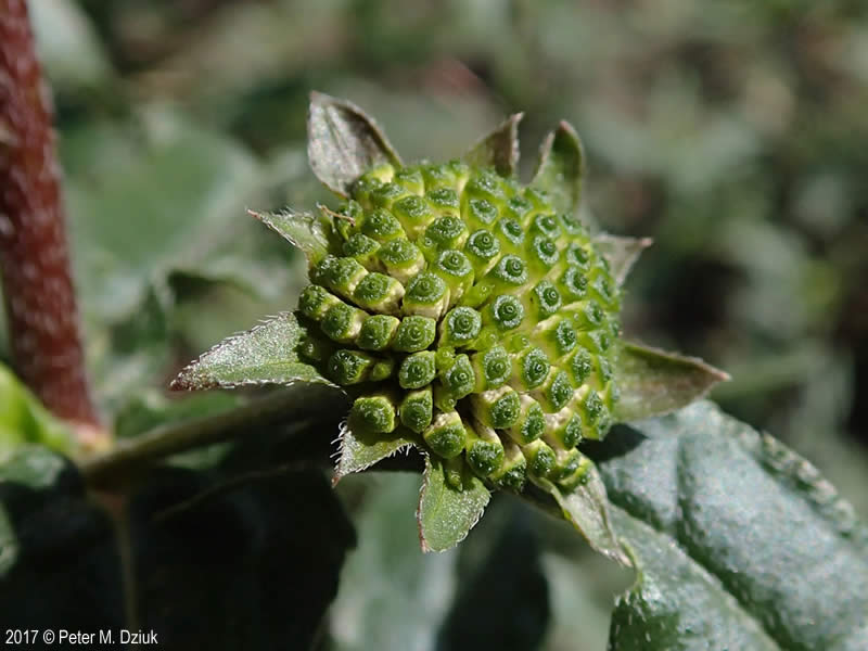 eclipta fruit