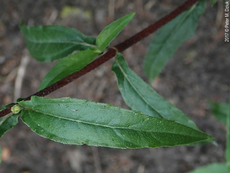 eclipta leaf