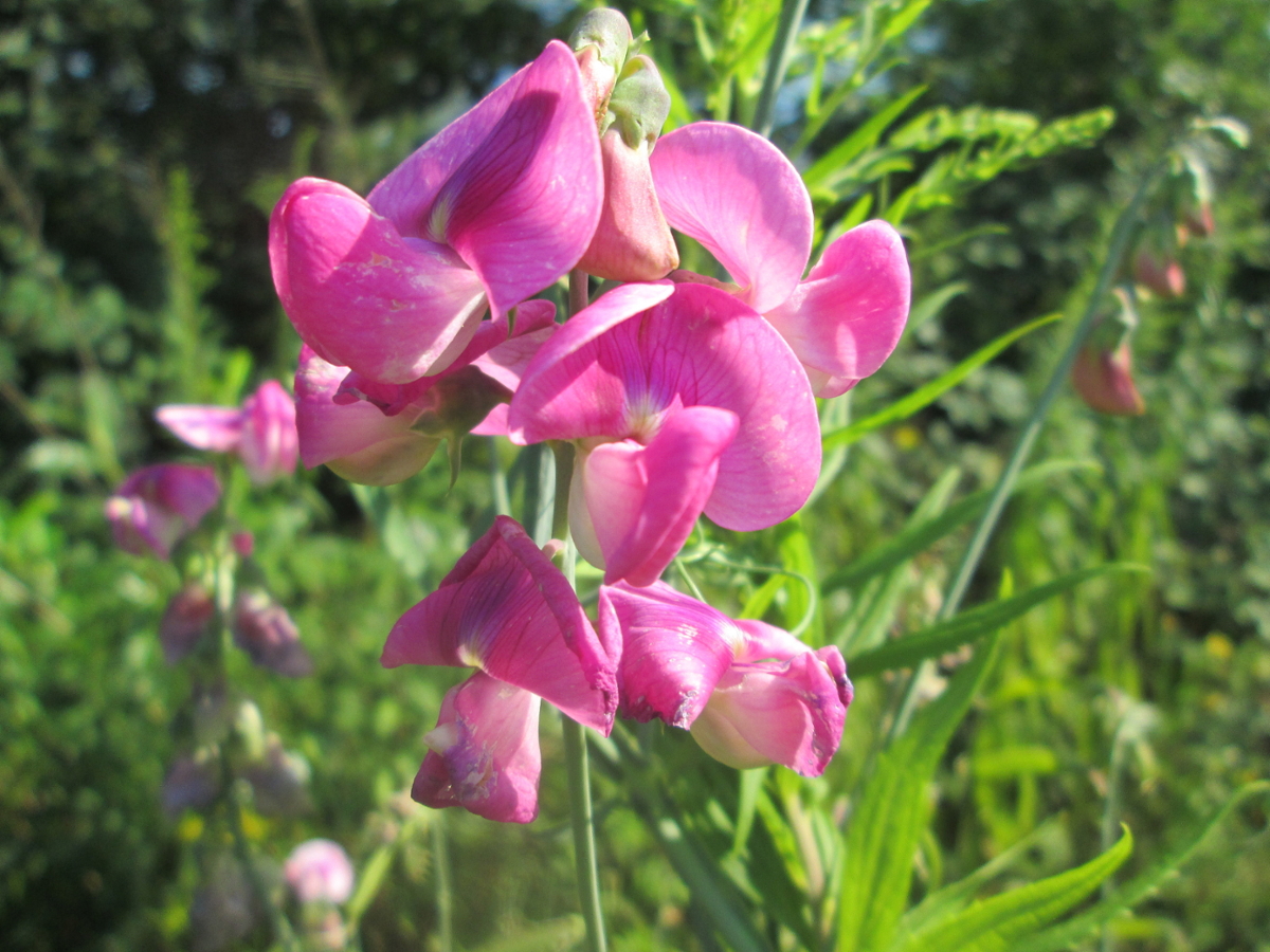 peavine flowers