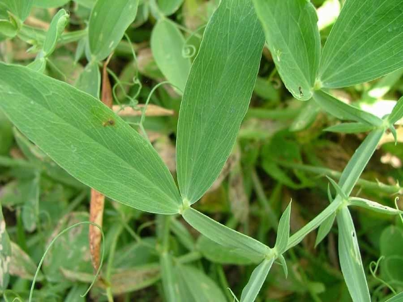 peavine leaves