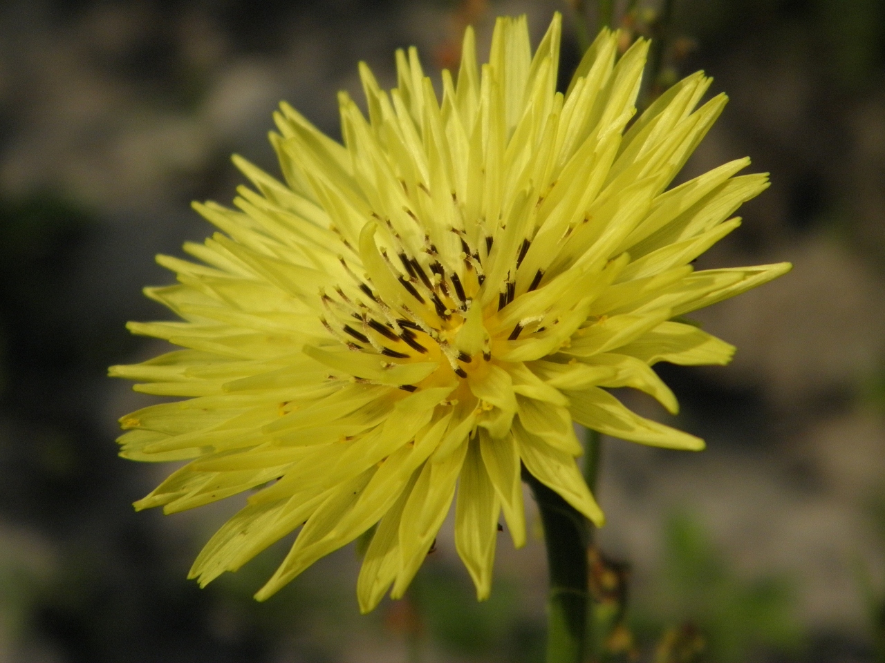 false dandelion flower