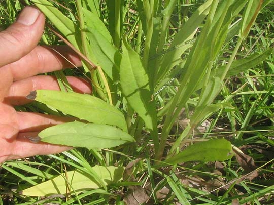 false dandelion leaves