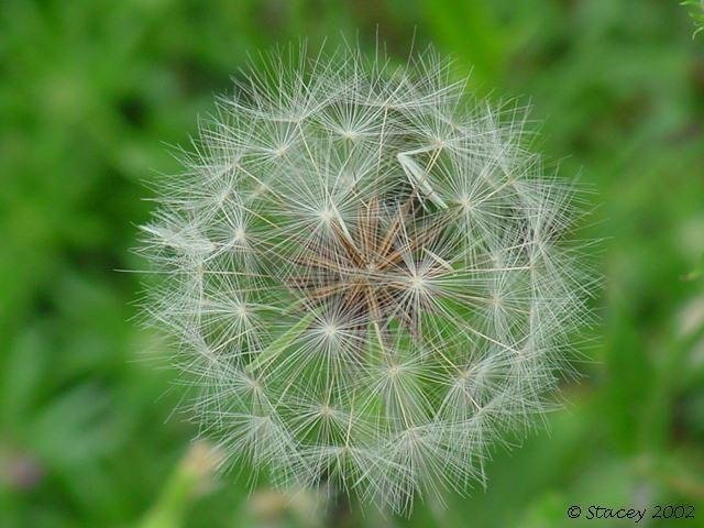 false dandelion fruit