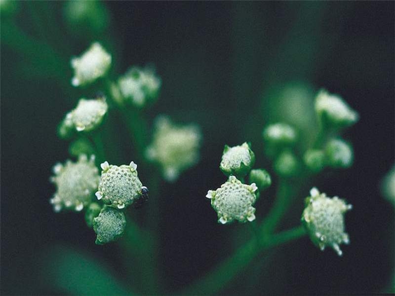 false ragweed flowers