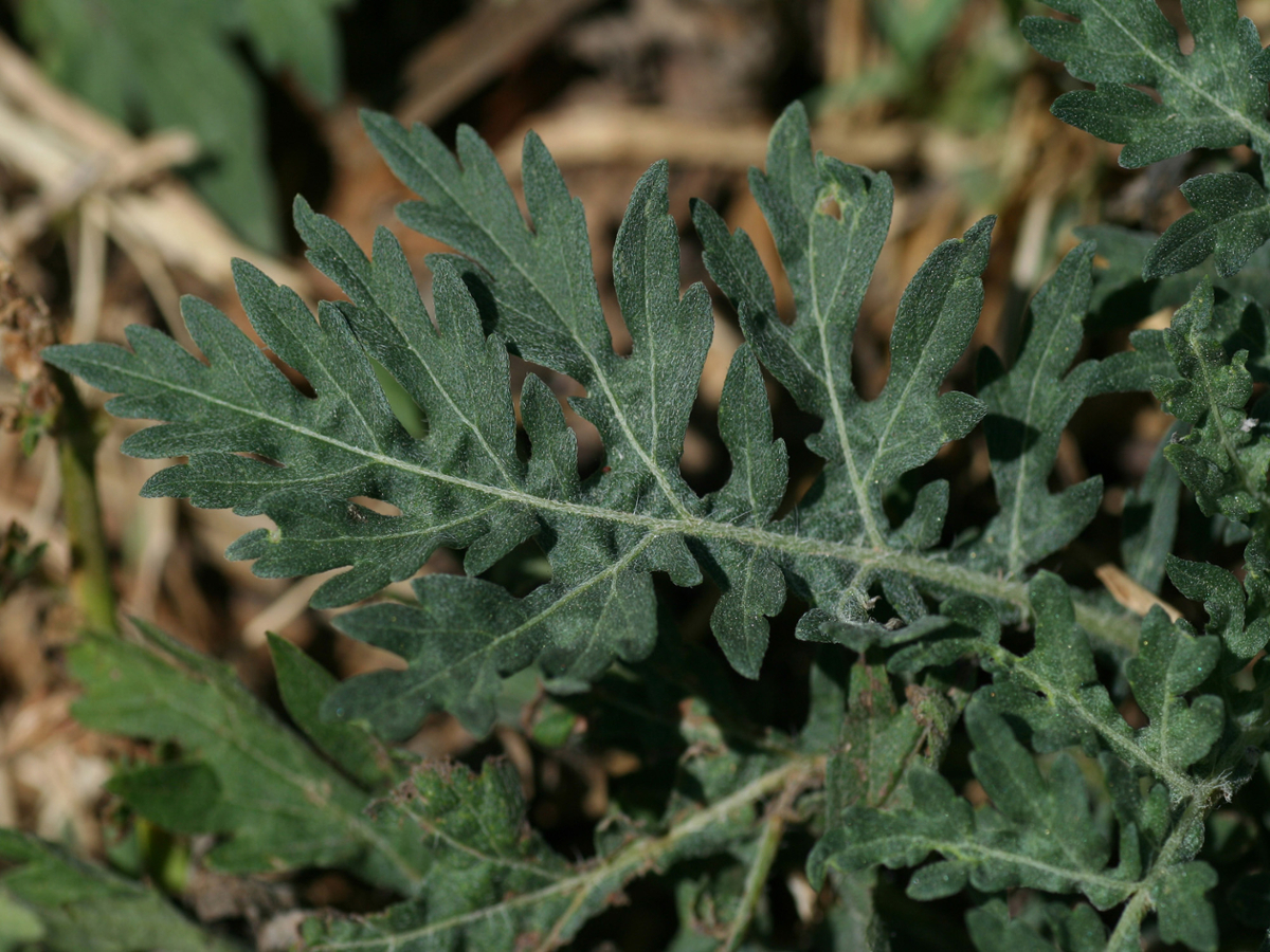 false ragweed leaf