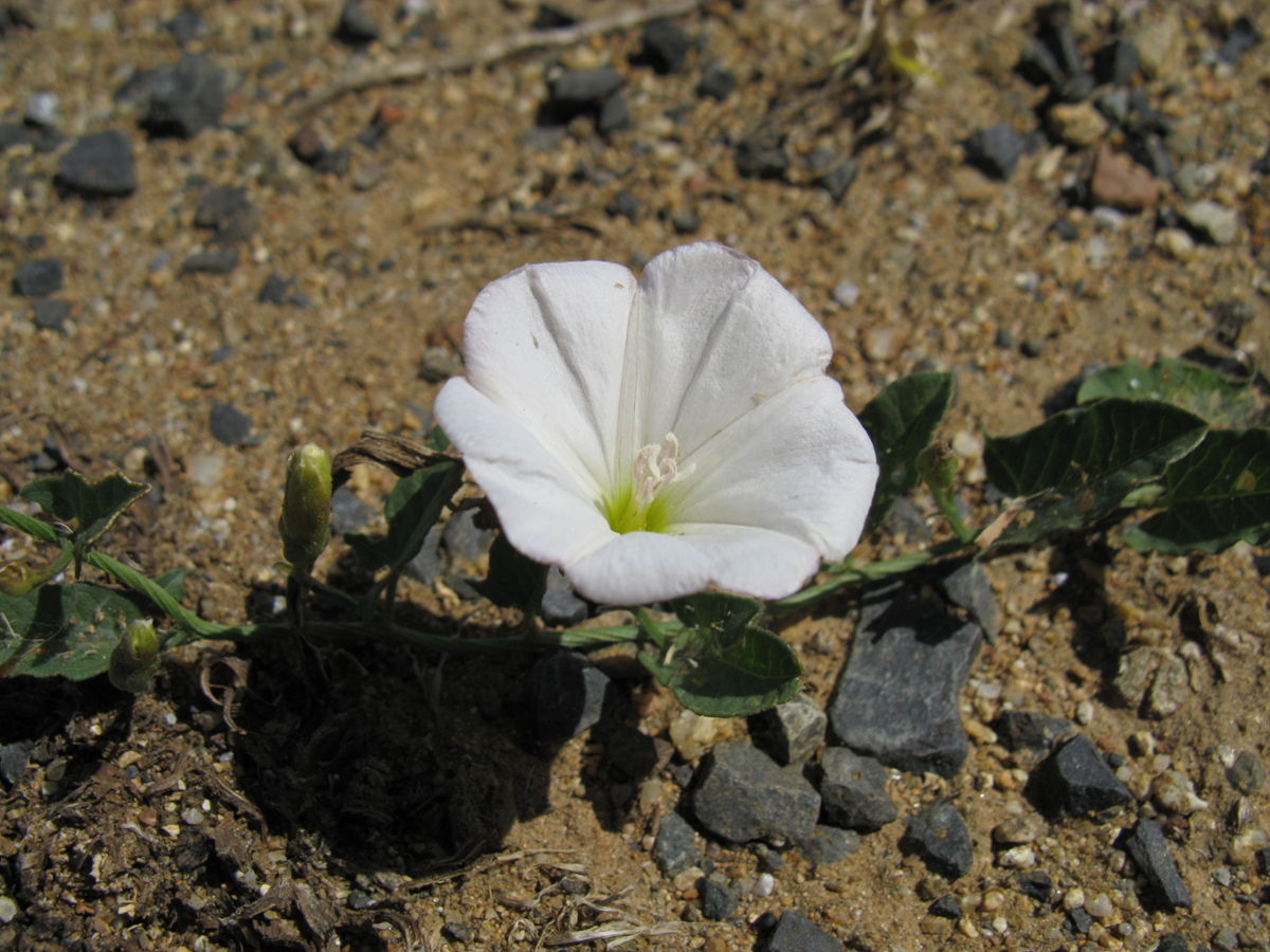 bindweed flower