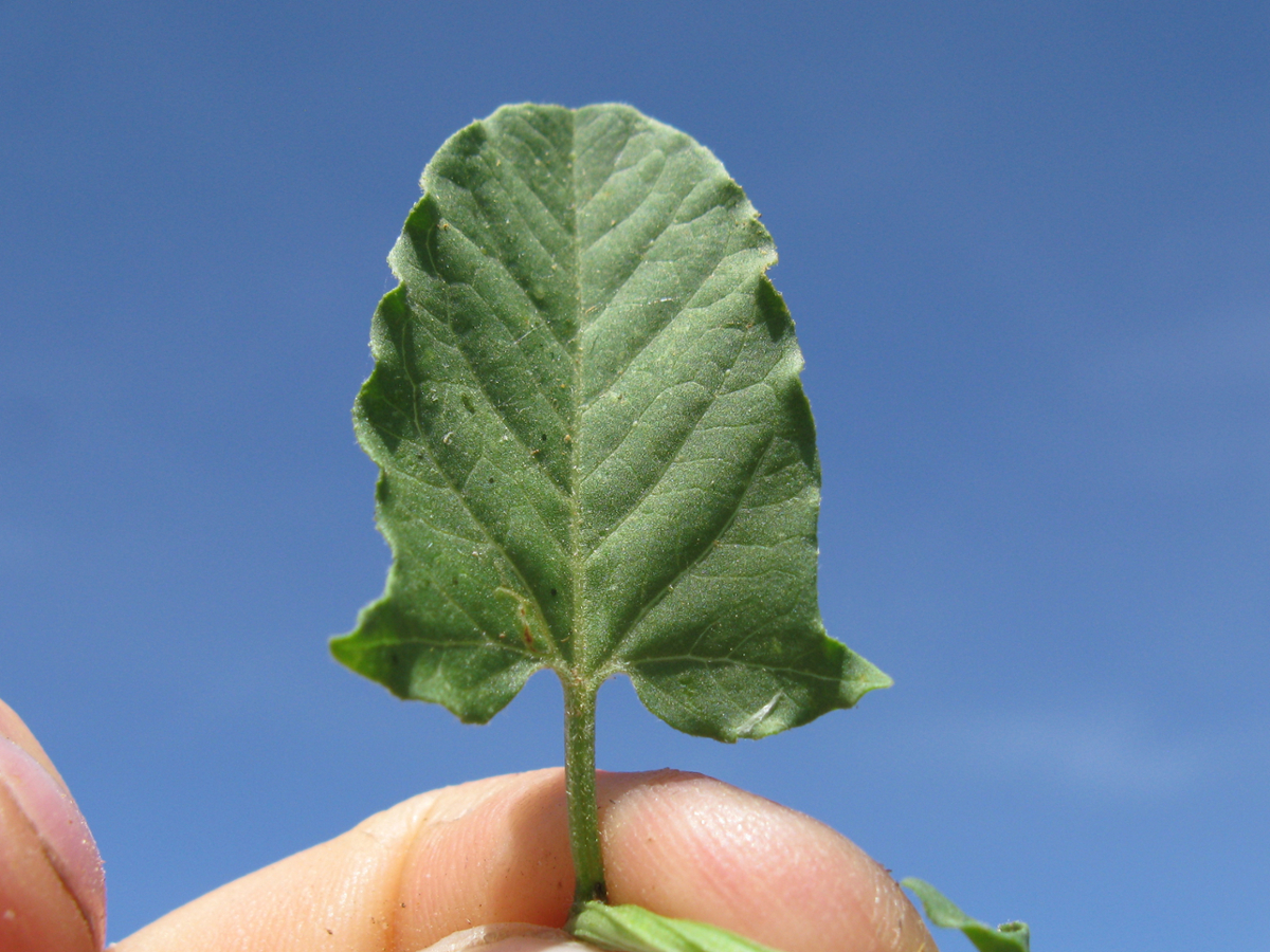bindweed leaf