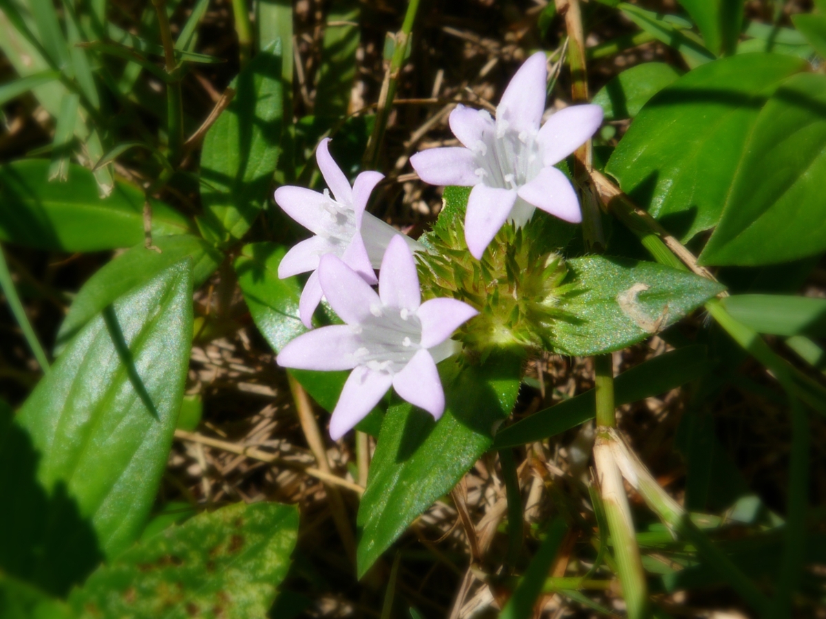 florida pusley flowers