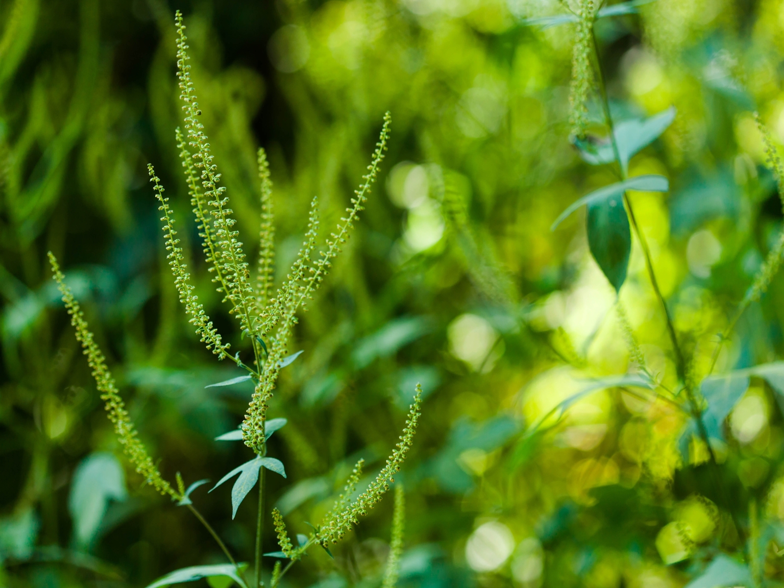 giant ragweed flowers