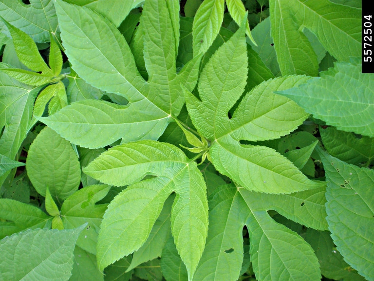 giant ragweed leaves