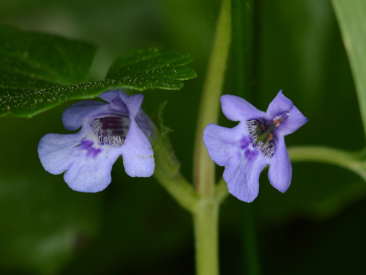 ground ivy flowers