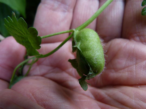 ground ivy fruit