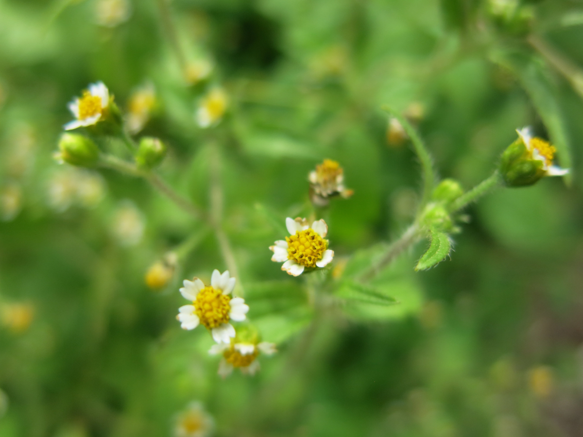 hairy galinsoga flowers