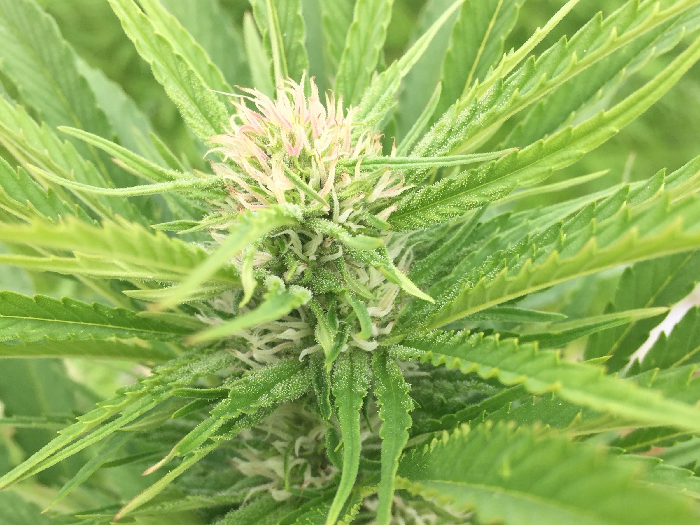 hemp flower