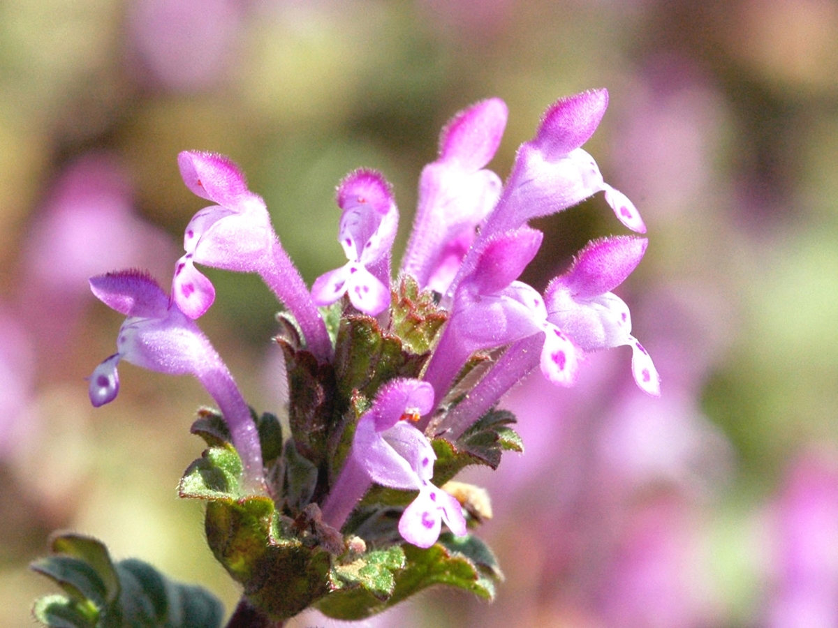 henbit-flowers