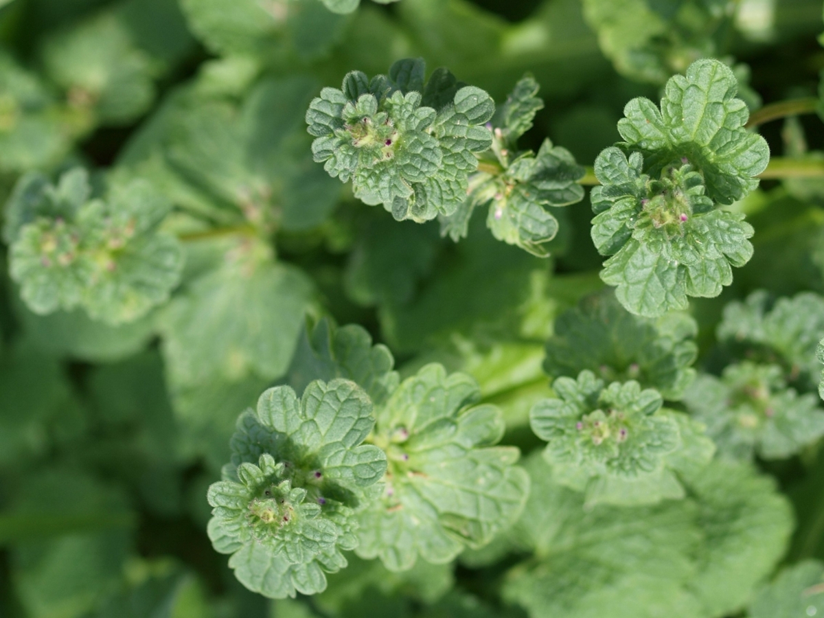 henbit leaves