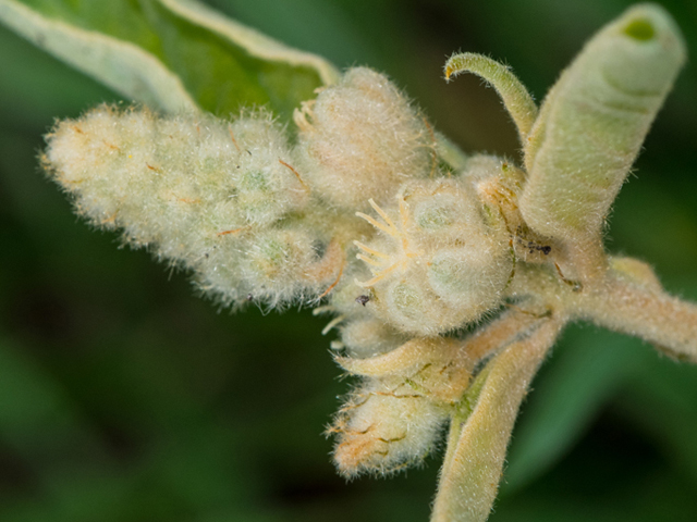 Hogwort fruit