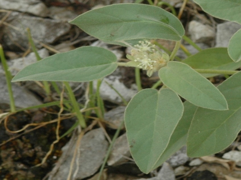 hogwort leaves