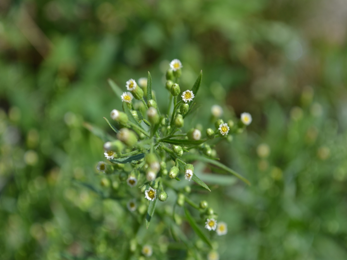 horseweed flowers