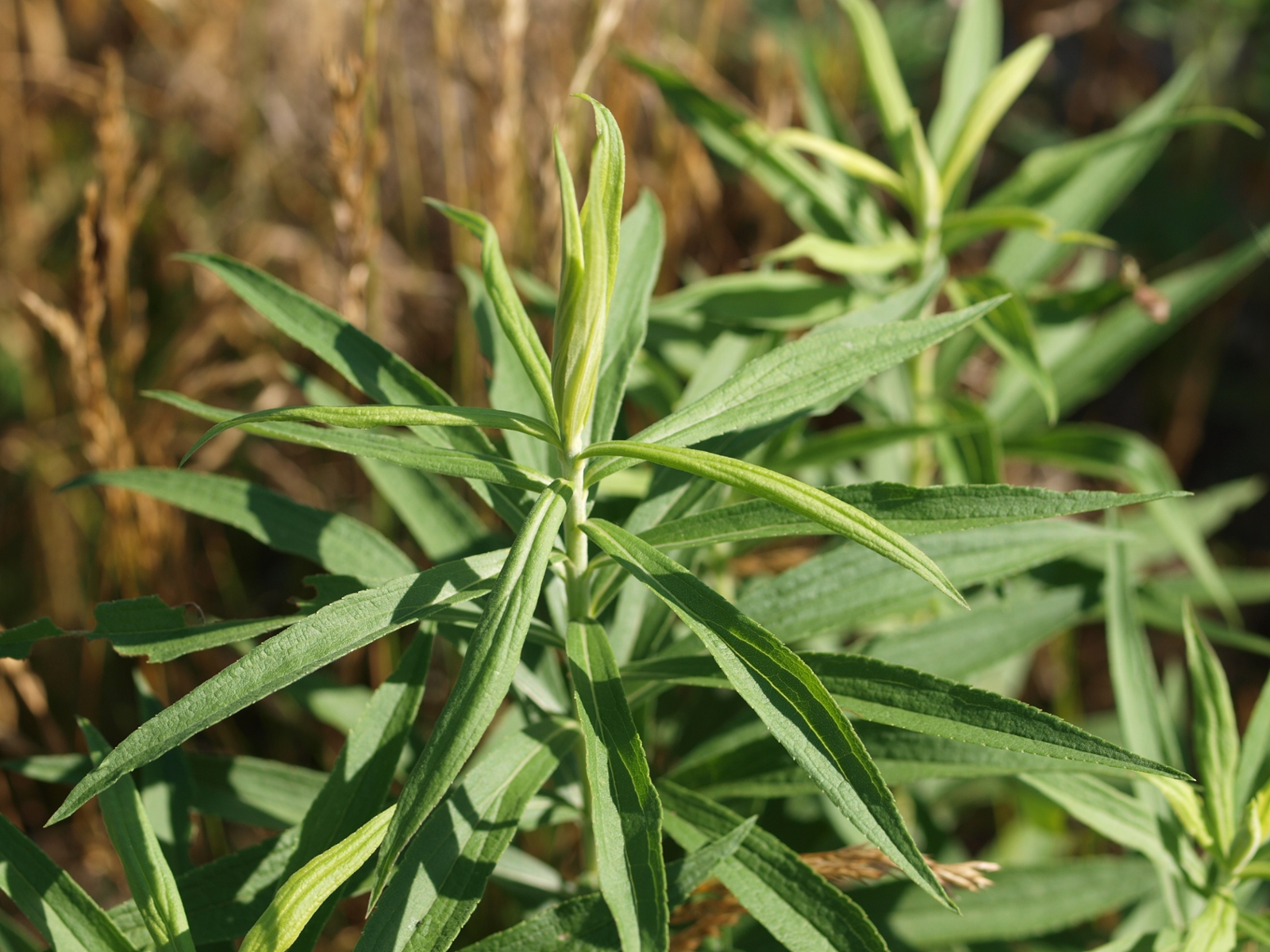 horseweed leaves