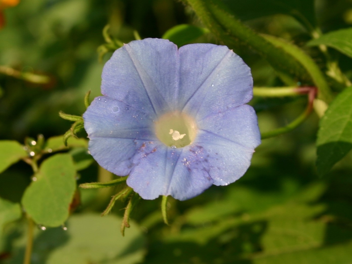 ivyleaf morningglory flower