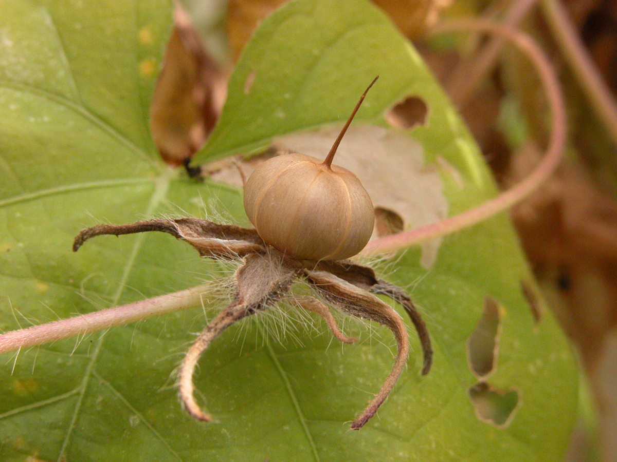 Ivyleaf morning glory fruit