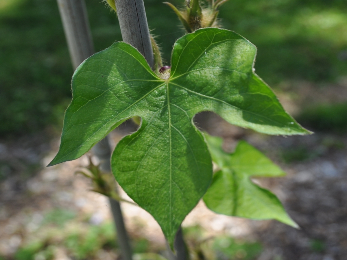 ivyleaf morningglory leaf