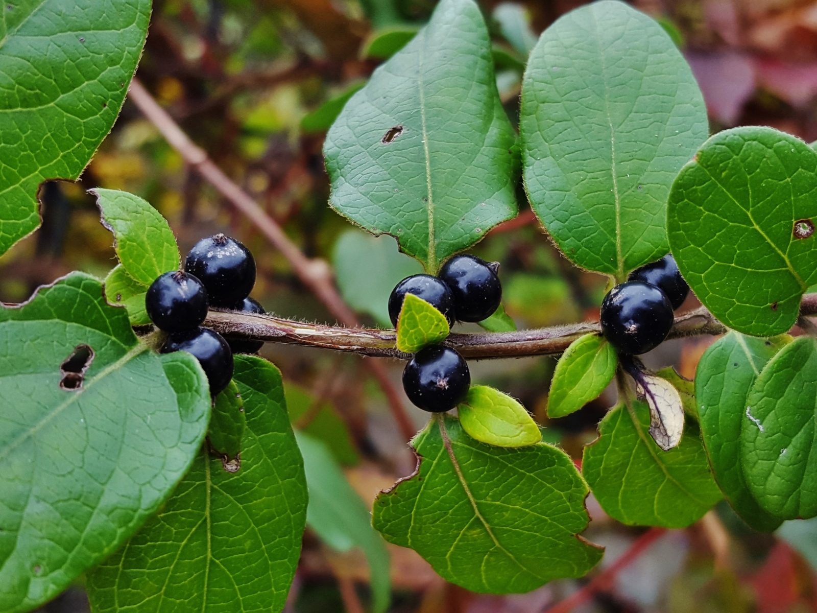 japanese honeysuckle fruit