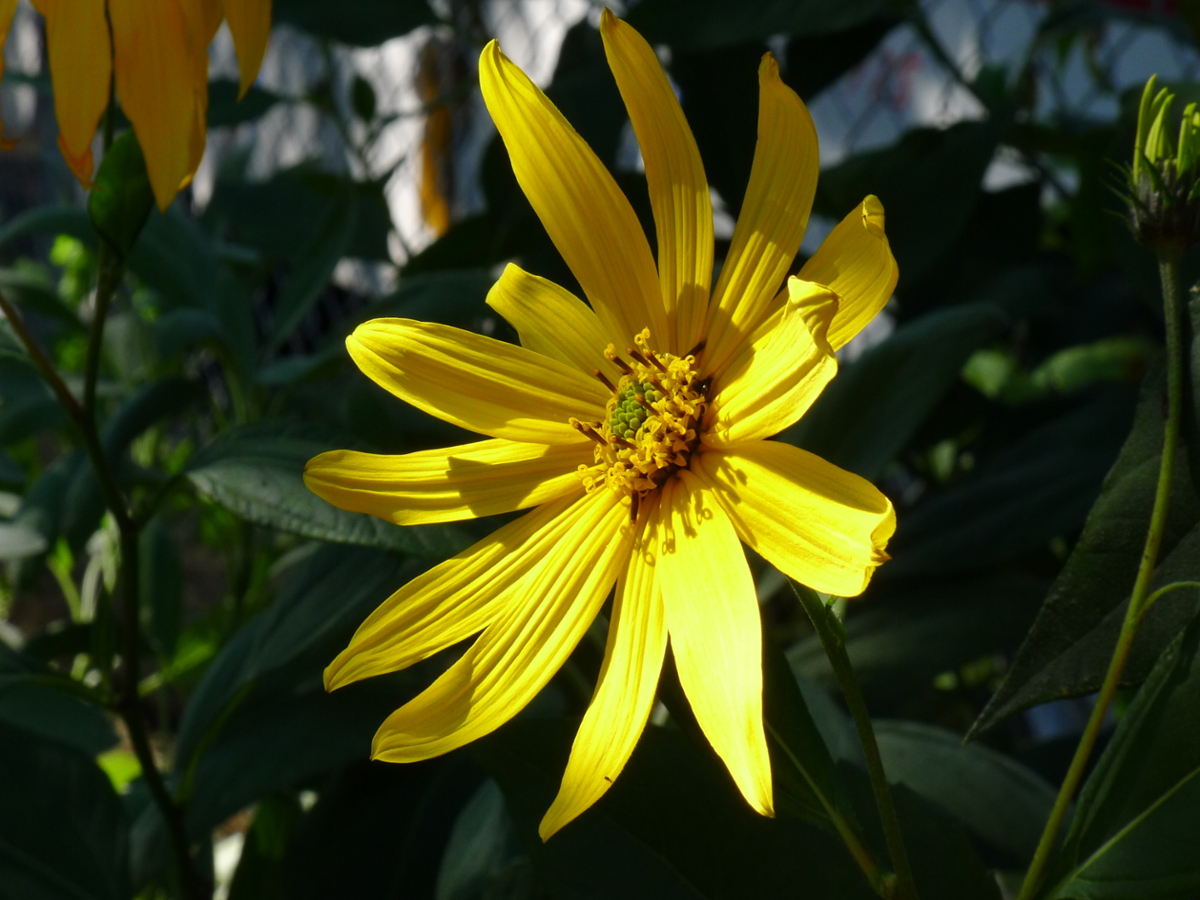 jerusalem artichoke flowers