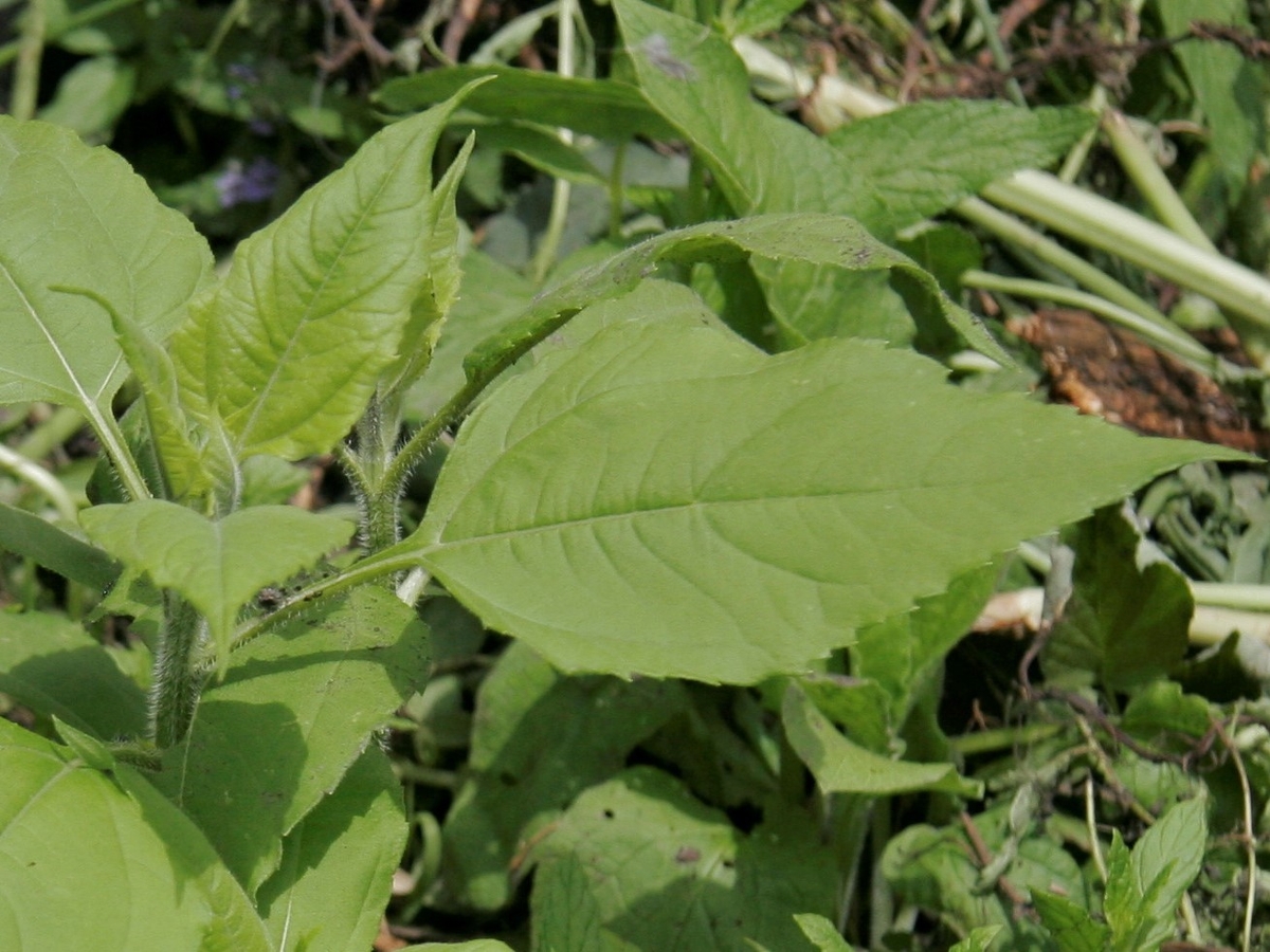 jerusalem artichoke leaves