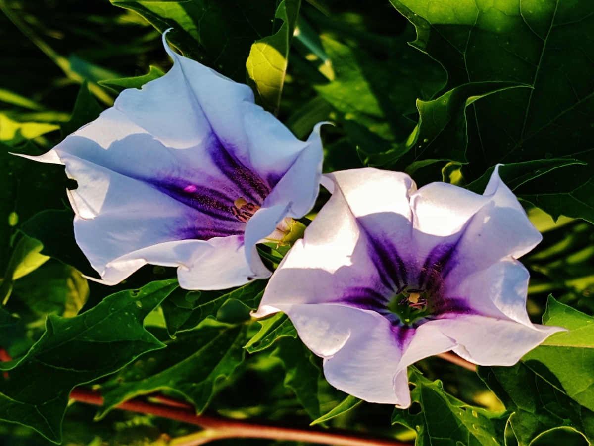 jimsonweed flowers