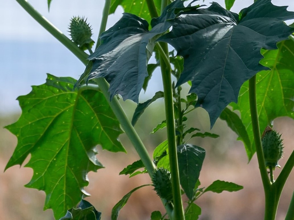 jimsonweed leaves