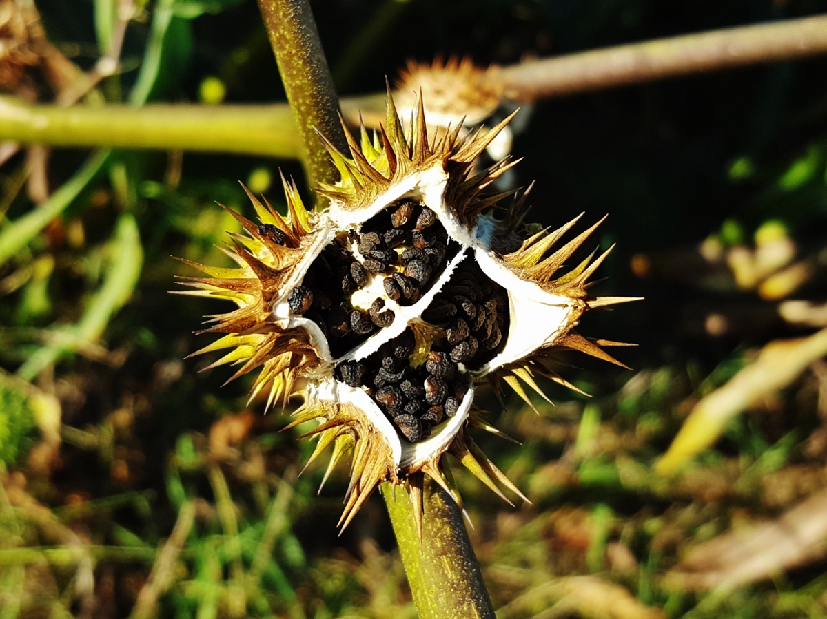 jimsonweed seedpod