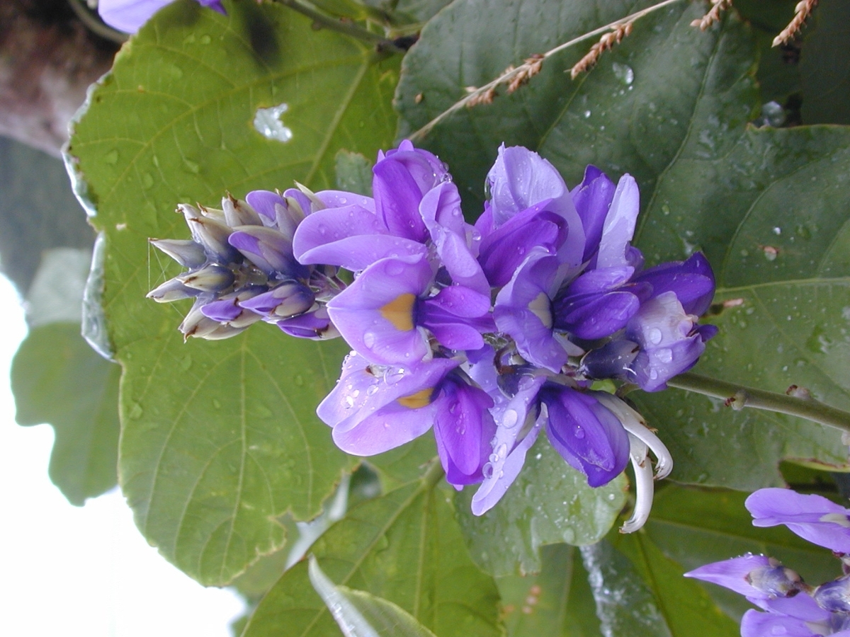 kudzu flower