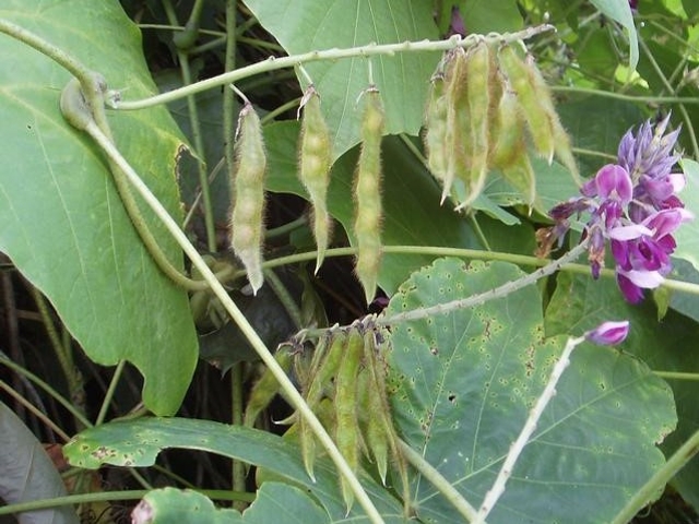 kudzu fruit