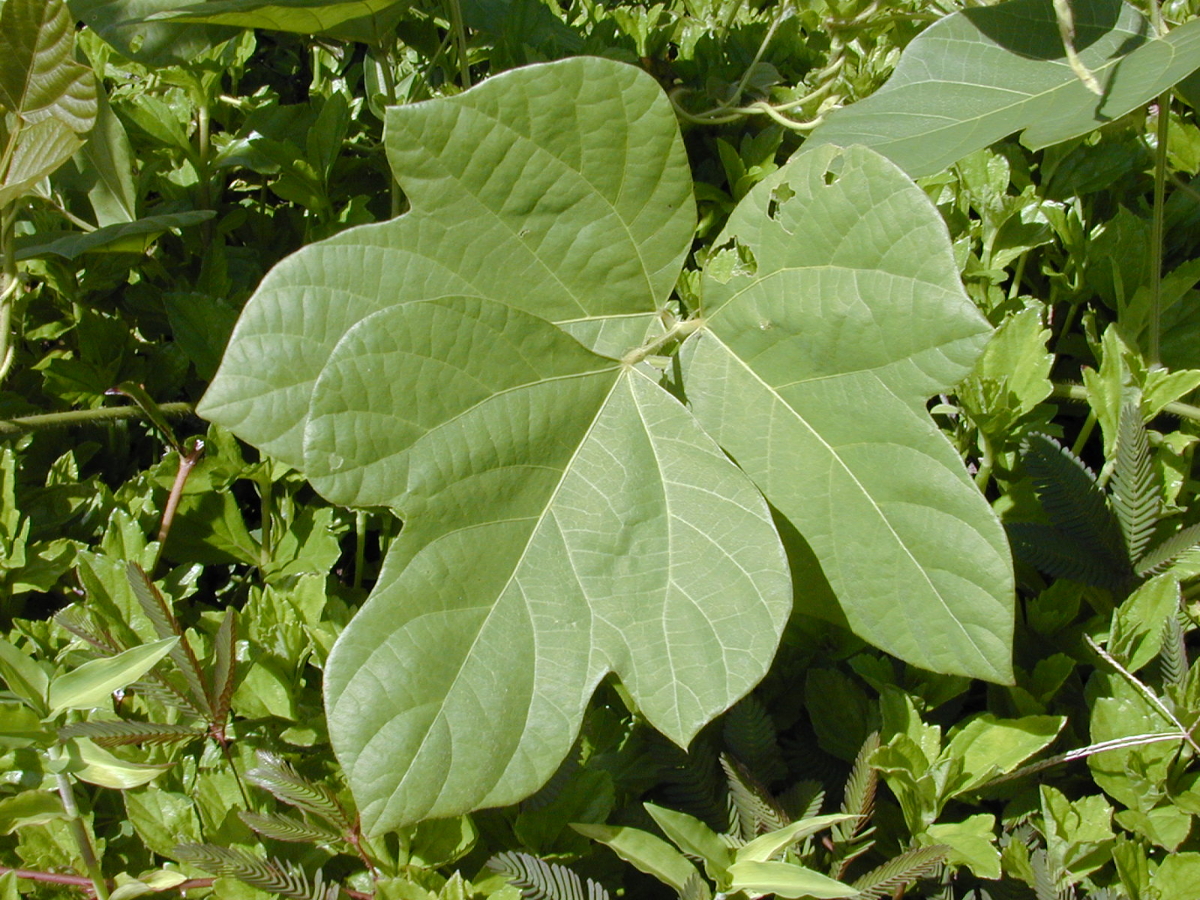 kudzu leaf
