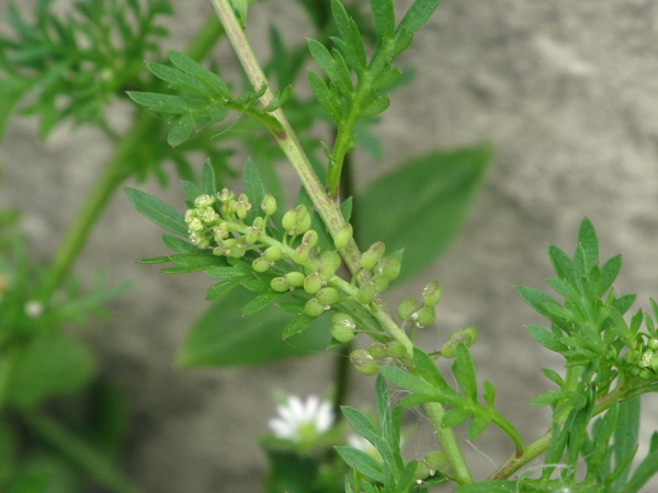 swinecress fruit