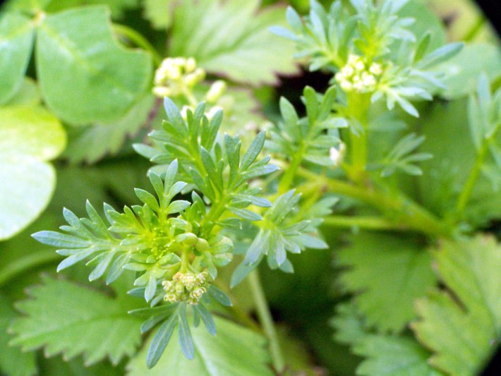 swinecress leaves flowers