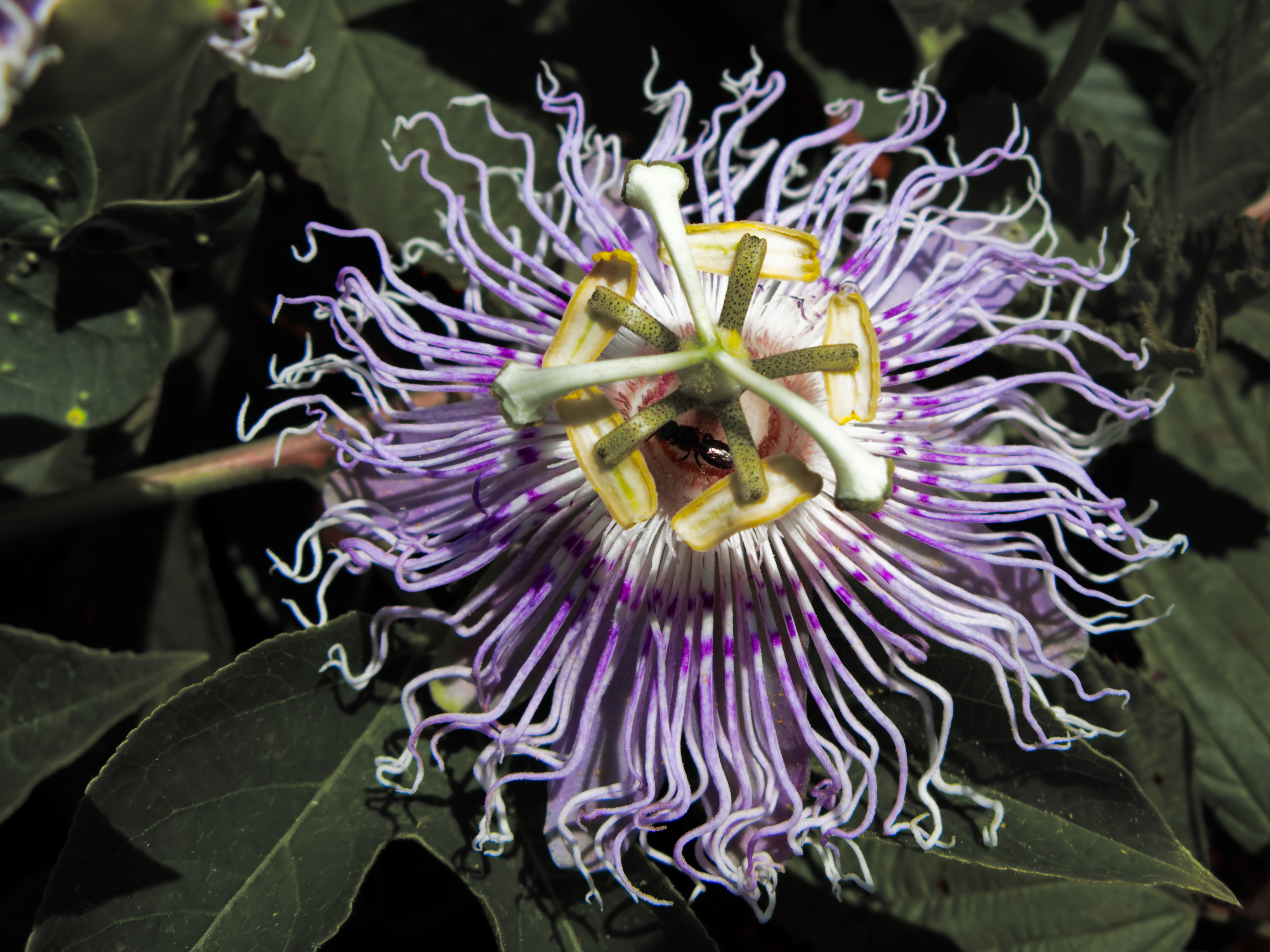 maypop passionflower flower
