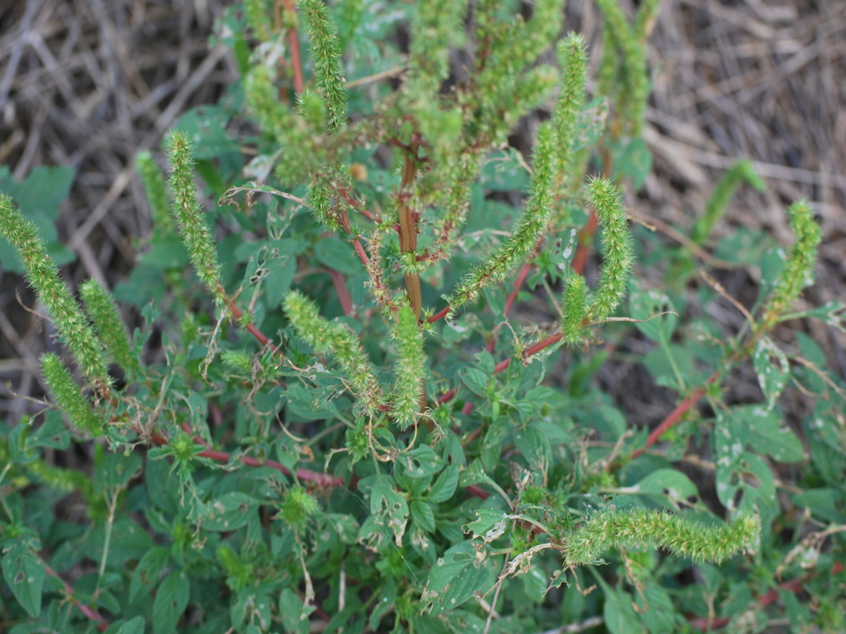 palmer amaranth flowers