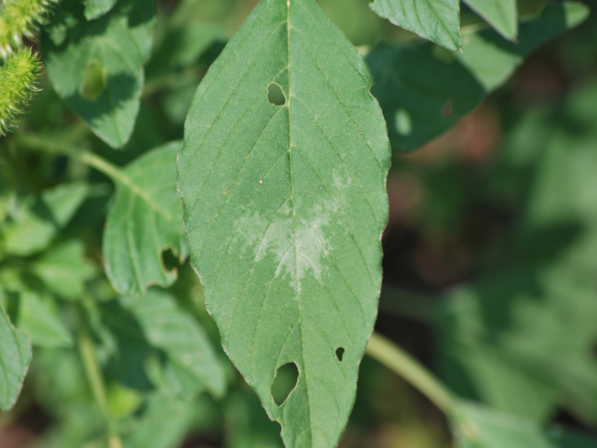 palmer amaranth leaf