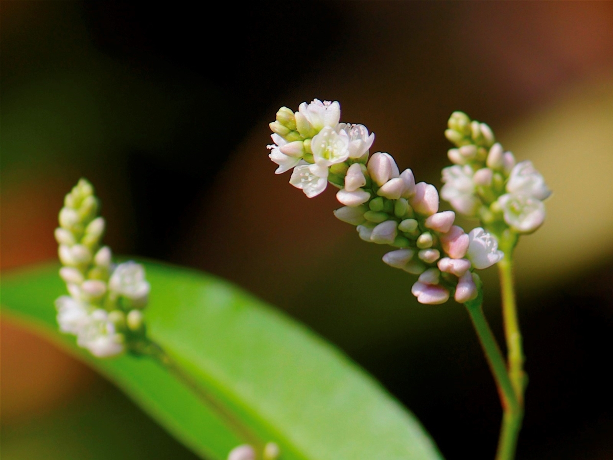 smartweed flowers