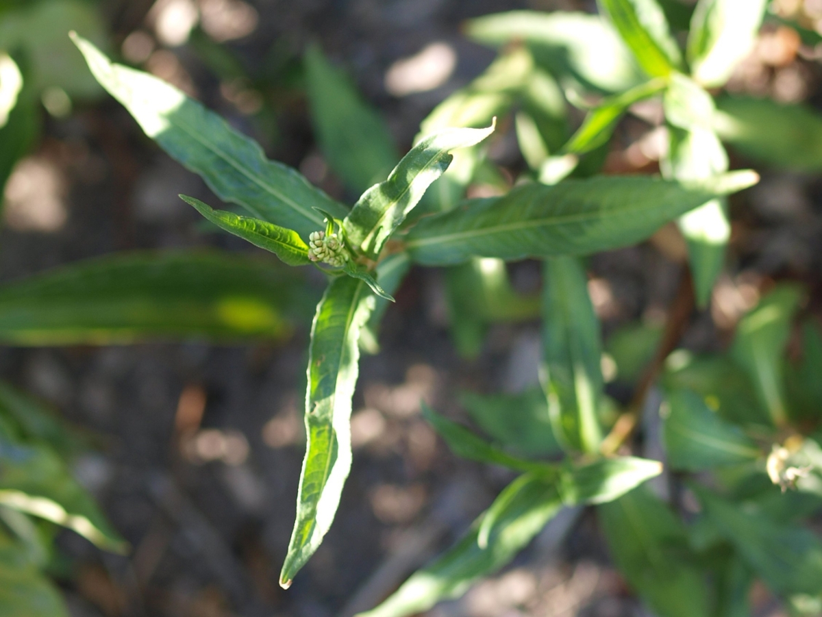 smartweed leaves